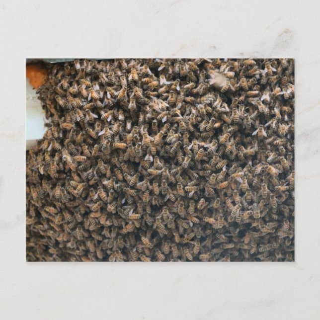 Swarm Postcard (Front)