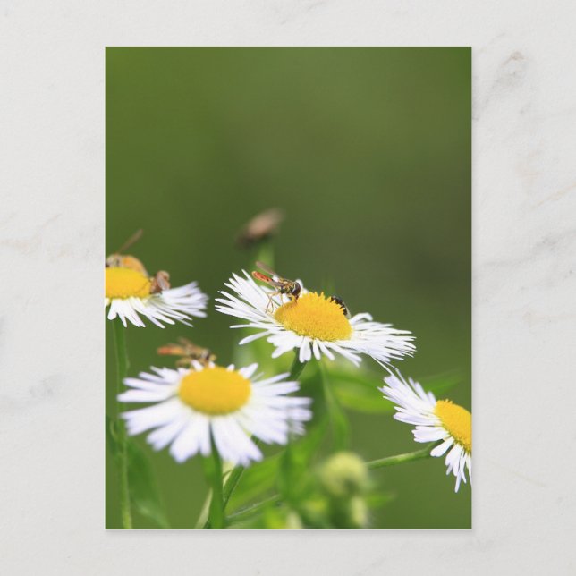 Sweat Bee Postcard (Front)