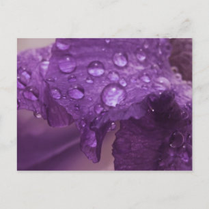 Sweaty Iris Postcard