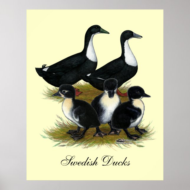 Swedish Duck Family Poster (Front)