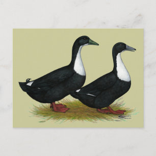 Swedish Ducks Black Postcard