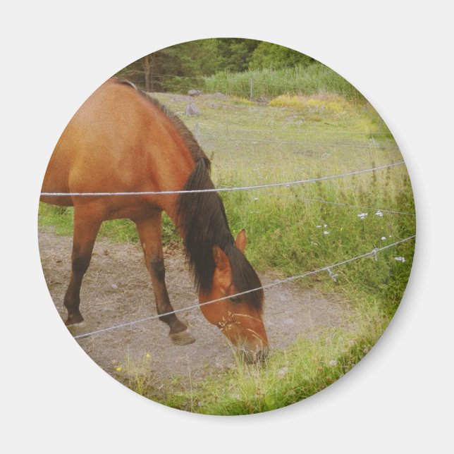 Swedish Horse In A Summer Field  Magnet (Front)