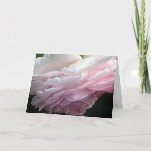 Sweeping Pink Rose Flower Greeting or Note Cards