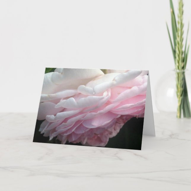 Sweeping Pink Rose Flower Greeting or Note Cards (Front)