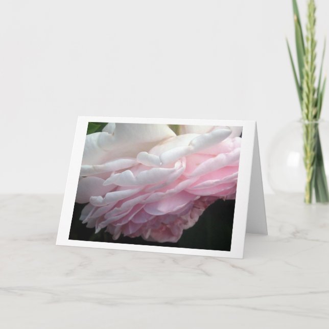 Sweeping Pink Rose Flower Greeting or Note Cards (Front)