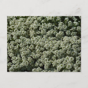 Sweet Alyssum Flowers White Floral Postcard