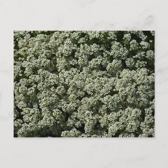 Sweet Alyssum Flowers White Floral Postcard (Front)