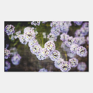 Sweet Alyssum in Grunge Rectangular Sticker