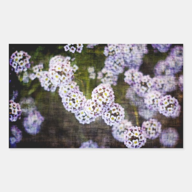 Sweet Alyssum in Grunge Rectangular Sticker (Front)