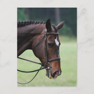 Sweet Arabian Horse Postcard