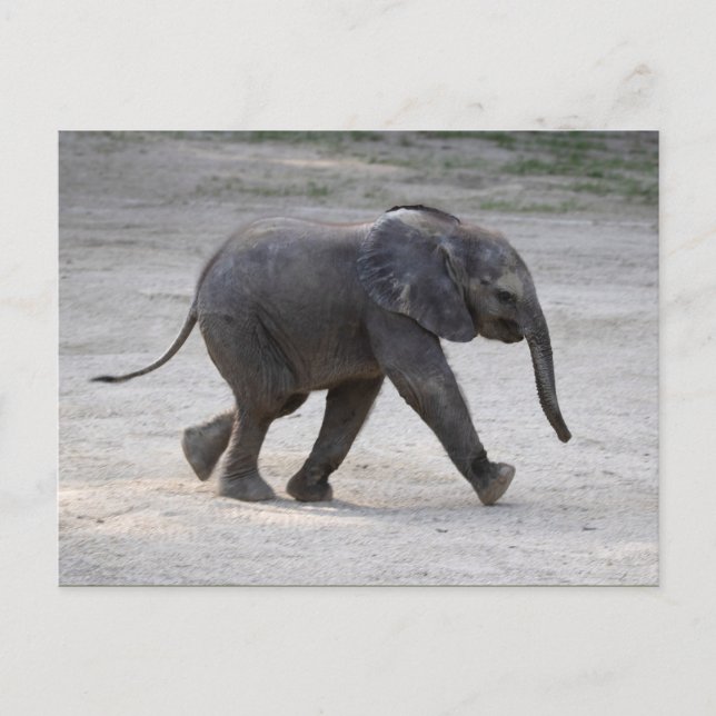 Sweet Baby Elephant Kibali Postcard (Front)