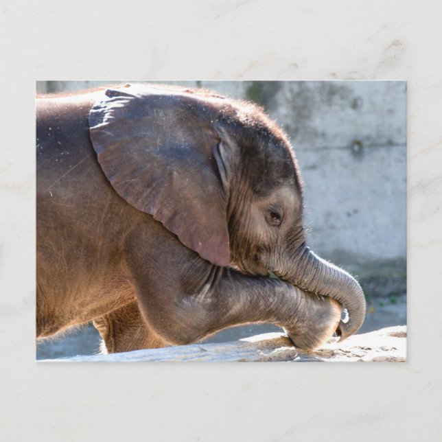 Sweet Baby Elephant Postcard (Front)