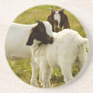 Sweet Baby Goats in Pasture – Cute Farm Animal  Coaster