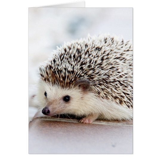 Sweet Baby Hedgehog | Zazzle.com.au