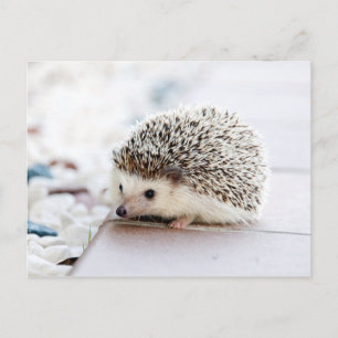 Sweet Baby Hedgehog Postcard