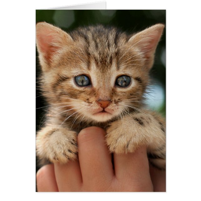 Sweet Baby Kitten (Front)
