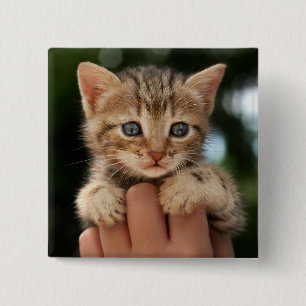 Sweet Baby Kitten 15 Cm Square Badge