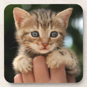 Sweet Baby Kitten Coaster