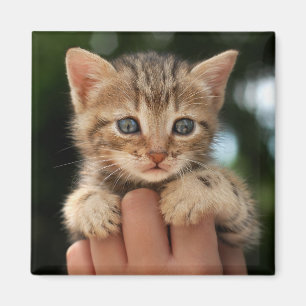 Sweet Baby Kitten Magnet