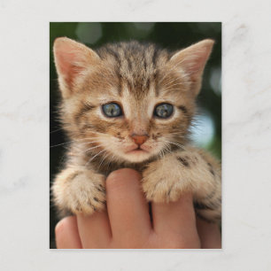 Sweet Baby Kitten Postcard