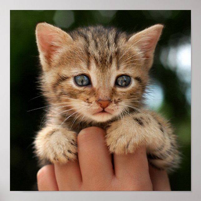 Sweet Baby Kitten Poster (Front)