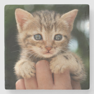 Sweet Baby Kitten Stone Coaster