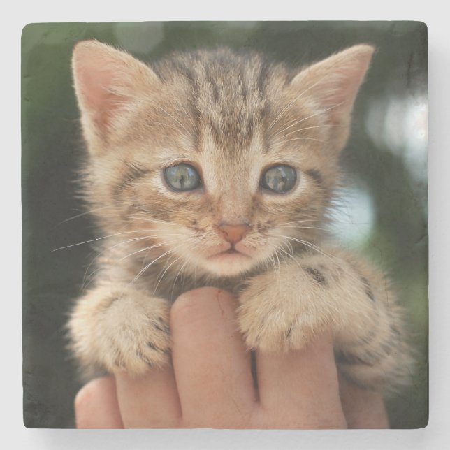 Sweet Baby Kitten Stone Coaster (Front)