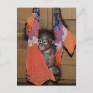 Sweet Baby Orangutan Rescue Postcard