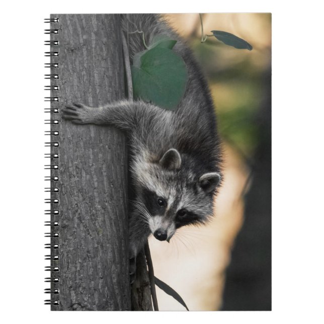 Sweet Baby Racoon Notebook (Front)