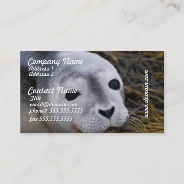 Sweet Baby Seal Business Cards (Front)