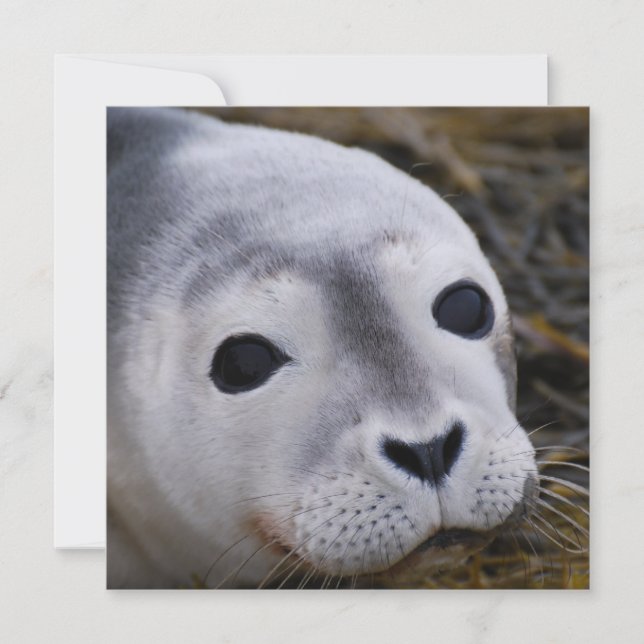 Sweet Baby Seal Invitations (Front)