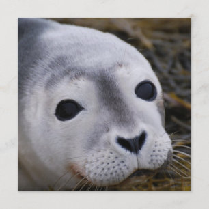 Sweet Baby Seal Invitations