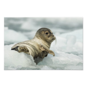 Sweet Baby Seal Photo Print