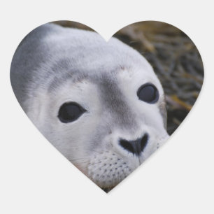 Sweet Baby Seal Stickers