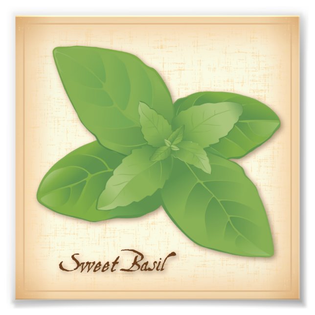 Sweet Basil Herb Photo Print (Front)