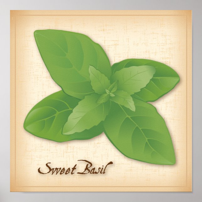 Sweet Basil Herb Poster (Front)