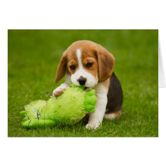 Sweet Beagle Puppy with Cuddly Toy