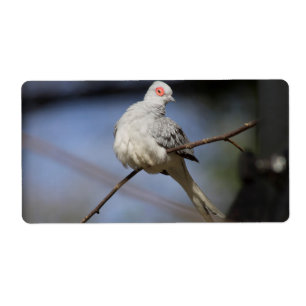 Sweet Beautiful Diamond Dove