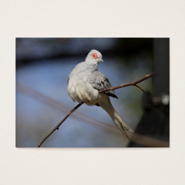 Sweet Beautiful Diamond Dove (Front)