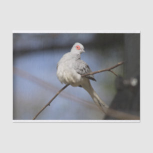 Sweet Beautiful Diamond Dove Tissue Paper