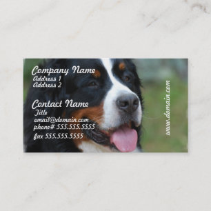 Sweet Bernese Business Cards