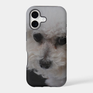 Sweet Bichon Frise