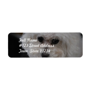 Sweet Bichon Frise Return Address Label