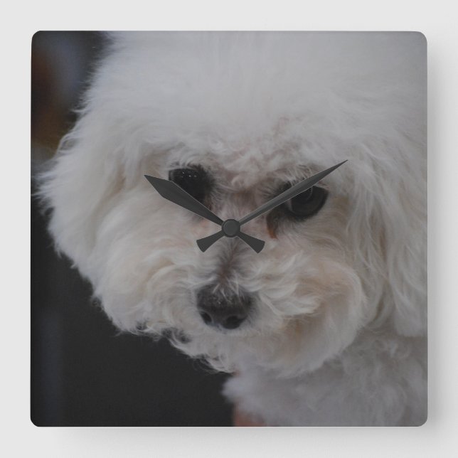 Sweet Bichon Frise Square Wall Clock (Front)