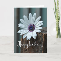 Sweet Birthday Daisy Blossom Card