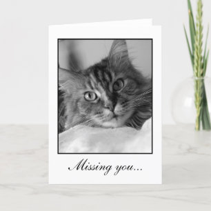 Sweet black and white photo of tabby cat card