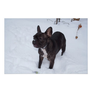 Sweet Black French Bulldog Likes Snow Poster