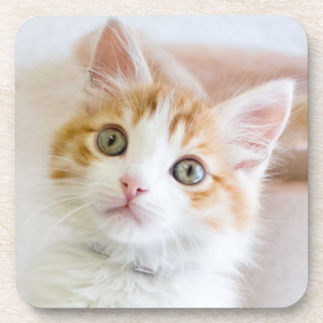 Sweet Blue Eyed Kitty Coaster (Front)