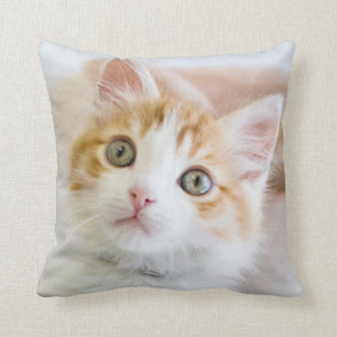 Sweet Blue Eyed Kitty Cushion