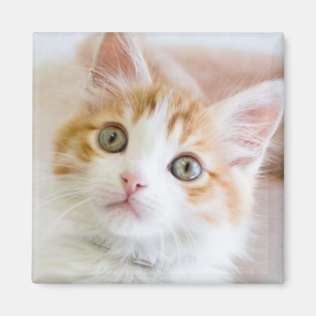 Sweet Blue Eyed Kitty Magnet (Front)